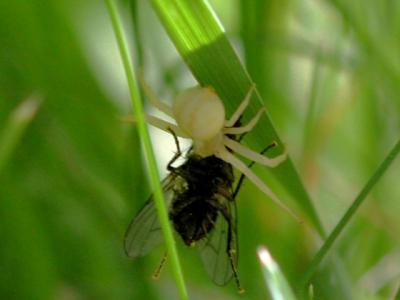 La araña cangrejo de las flores.