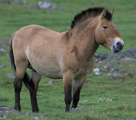 El caballo de Przewalski