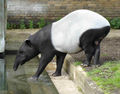 EL TAPIR MALAYO