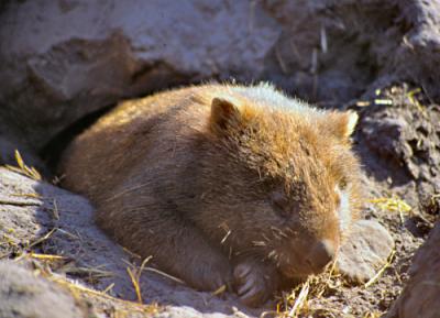 Wombat,  hecho por Juan Antonio