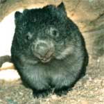Wombat, hecho por Elena