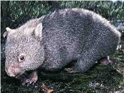 Wombat,  hecho por Raúl