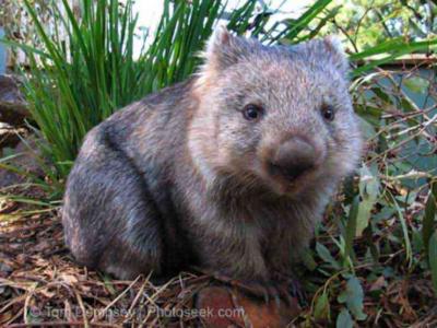 WOMBAT